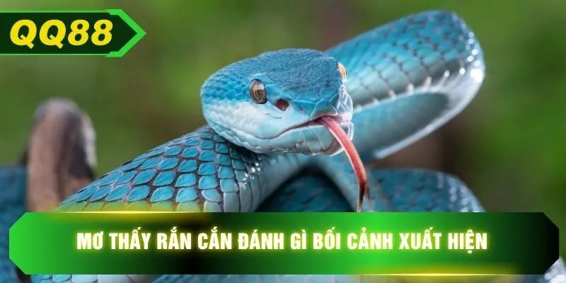 Mơ thấy rắn cắn đánh gì bối cảnh xuất hiện